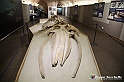 VBS_9166 - Museo Paleontologico - Asti